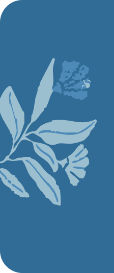 A la rencontre des toucans